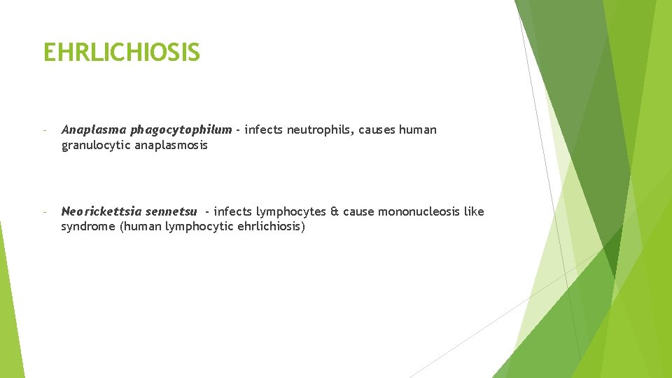 EHRLICHIOSIS - Anaplasma phagocytophilum - infects neutrophils, causes human granulocytic anaplasmosis - Neorickettsia sennetsu