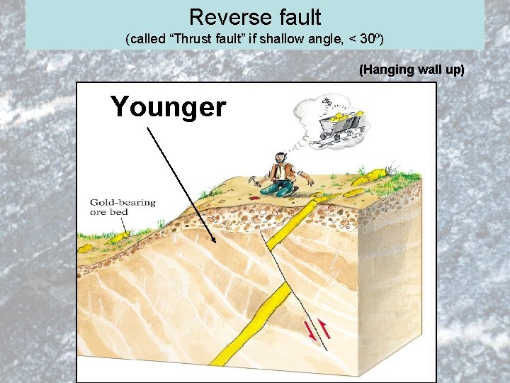 Reverse fault (called “Thrust fault” if shallow angle, < 30º) (Hanging wall up) Younger