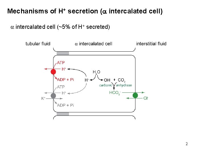 Mechanisms of H+ secretion ( intercalated cell) intercalated cell (~5% of H+ secreted) 2