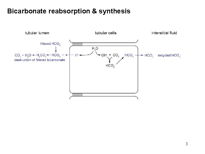 Bicarbonate reabsorption & synthesis 3 