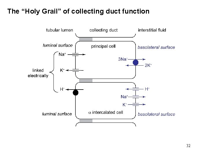 The “Holy Grail” of collecting duct function 32 