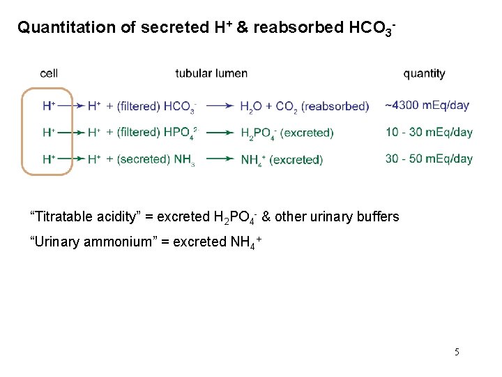 Quantitation of secreted H+ & reabsorbed HCO 3 - “Titratable acidity” = excreted H