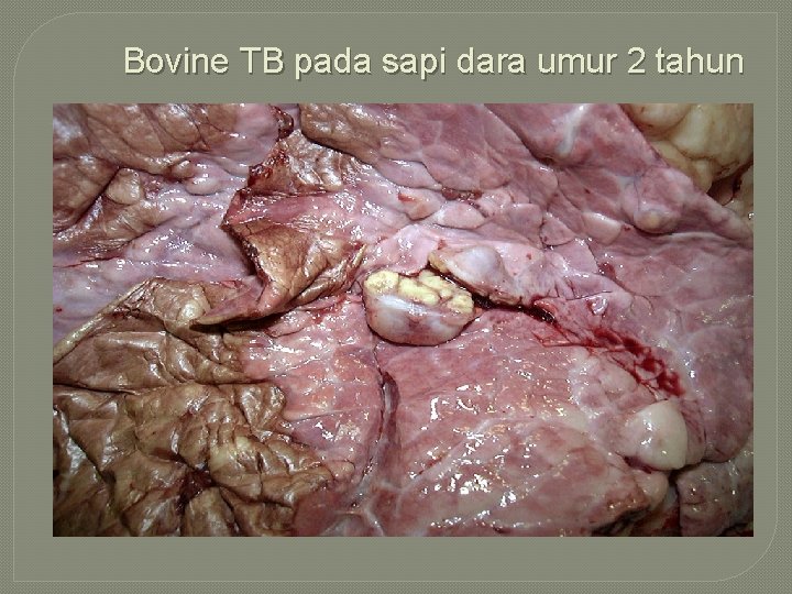 Bovine TB pada sapi dara umur 2 tahun 