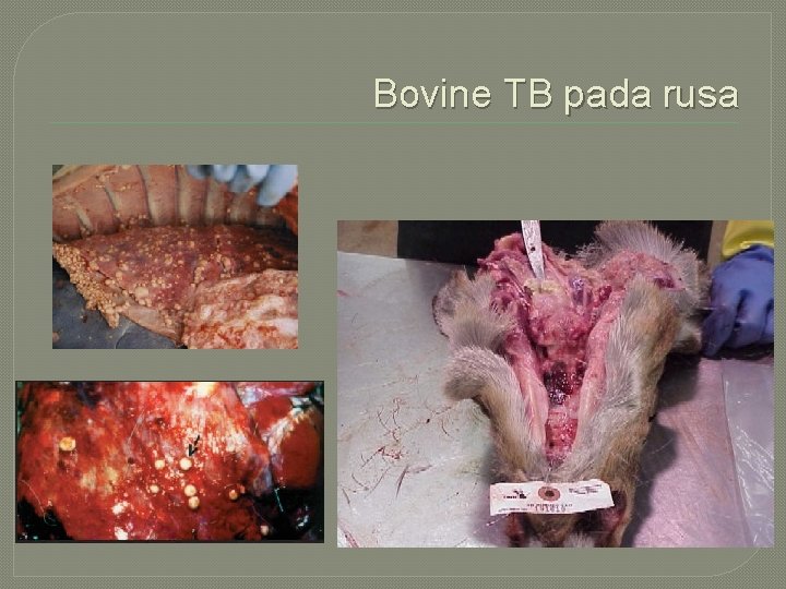 Bovine TB pada rusa 