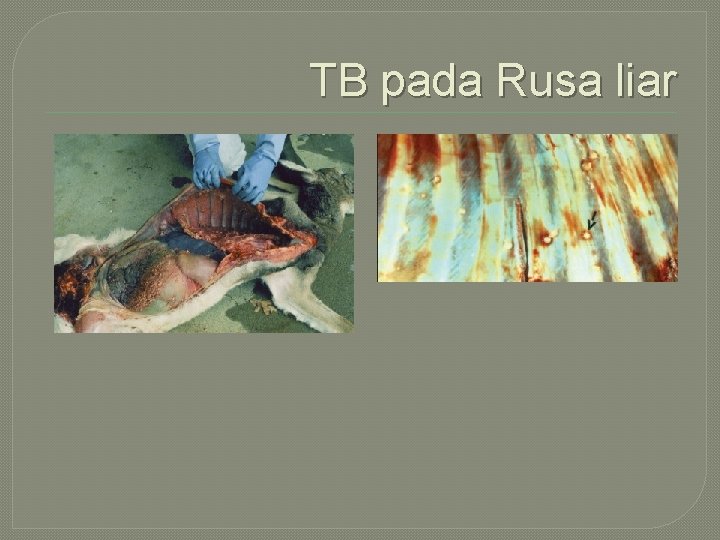 TB pada Rusa liar 