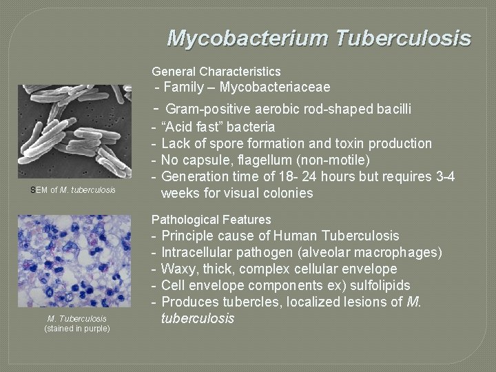 Mycobacterium Tuberculosis General Characteristics - Family – Mycobacteriaceae - Gram-positive aerobic rod-shaped bacilli SEM