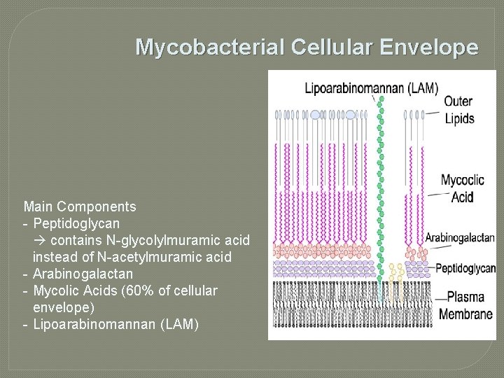 Mycobacterial Cellular Envelope Main Components - Peptidoglycan contains N-glycolylmuramic acid instead of N-acetylmuramic acid