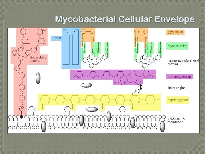 Mycobacterial Cellular Envelope 