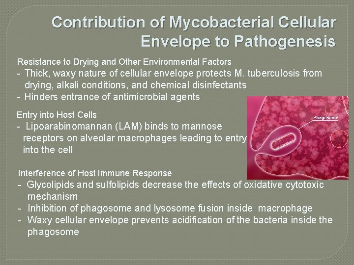 Contribution of Mycobacterial Cellular Envelope to Pathogenesis Resistance to Drying and Other Environmental Factors