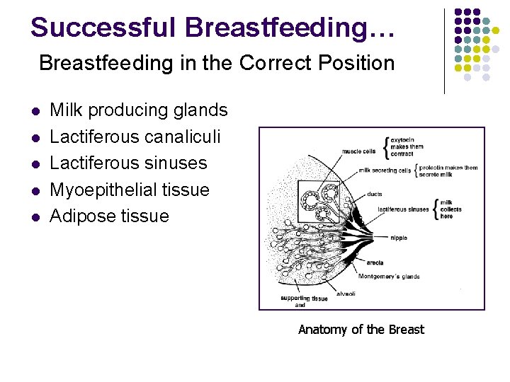 Successful Breastfeeding… Breastfeeding in the Correct Position l l l Milk producing glands Lactiferous