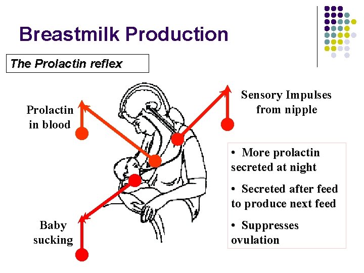 Breastmilk Production The Prolactin reflex Prolactin in blood Sensory Impulses from nipple • More