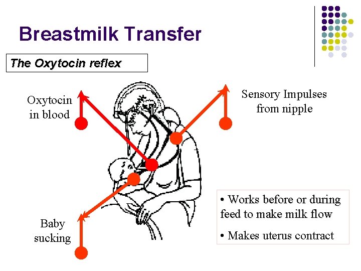 Breastmilk Transfer The Oxytocin reflex Oxytocin in blood Baby sucking Sensory Impulses from nipple