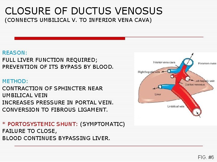 CLOSURE OF DUCTUS VENOSUS (CONNECTS UMBILICAL V. TO INFERIOR VENA CAVA) REASON: FULL LIVER
