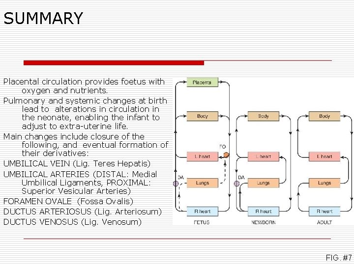 SUMMARY Placental circulation provides foetus with oxygen and nutrients. Pulmonary and systemic changes at