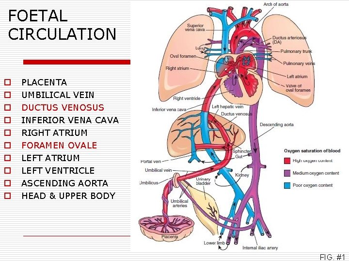 FOETAL CIRCULATION o o o o o PLACENTA UMBILICAL VEIN DUCTUS VENOSUS INFERIOR VENA