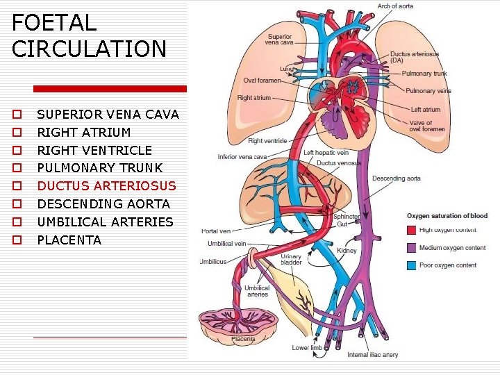 FOETAL CIRCULATION o o o o SUPERIOR VENA CAVA RIGHT ATRIUM RIGHT VENTRICLE PULMONARY