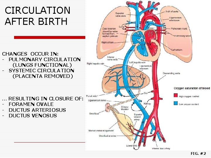 CIRCULATION AFTER BIRTH CHANGES OCCUR IN: - PULMONARY CIRCULATION (LUNGS FUNCTIONAL) - SYSTEMIC CIRCULATION