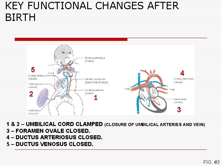 KEY FUNCTIONAL CHANGES AFTER BIRTH 5 2 4 1 3 1 & 2 –
