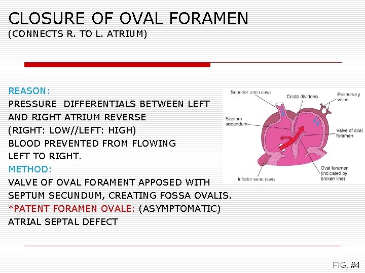 CLOSURE OF OVAL FORAMEN (CONNECTS R. TO L. ATRIUM) REASON: PRESSURE DIFFERENTIALS BETWEEN LEFT