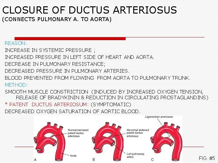 CLOSURE OF DUCTUS ARTERIOSUS (CONNECTS PULMONARY A. TO AORTA) REASON: INCREASE IN SYSTEMIC PRESSURE