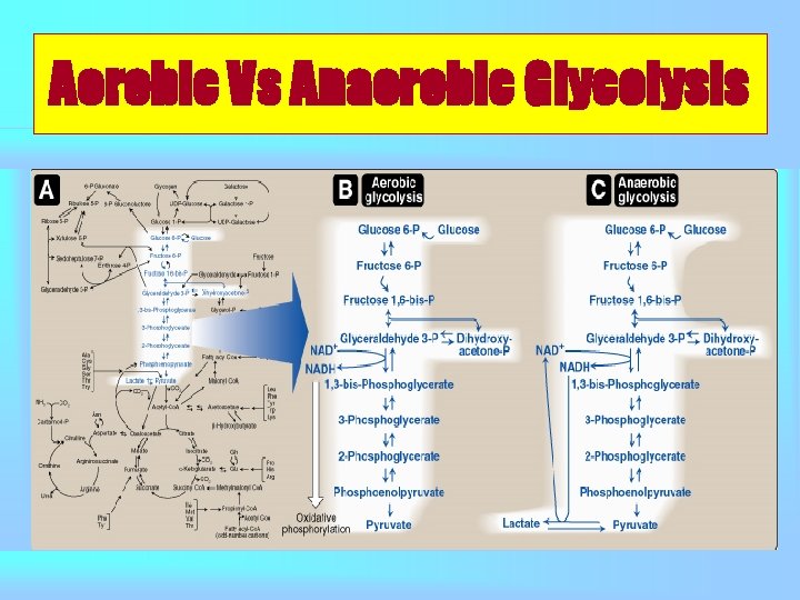 Aerobic Vs Anaerobic Glycolysis 