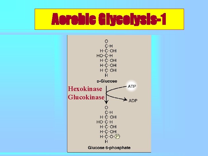 Aerobic Glycolysis-1 Hexokinase Glucokinase 