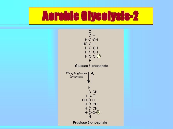 Aerobic Glycolysis-2 