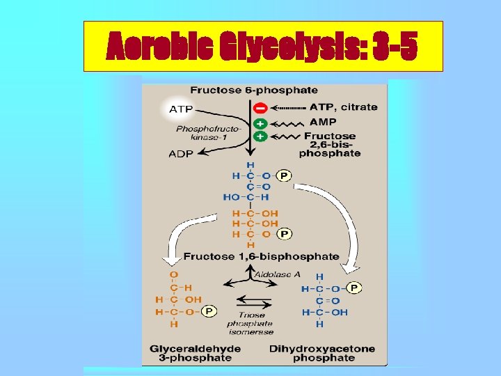 Aerobic Glycolysis: 3 -5 