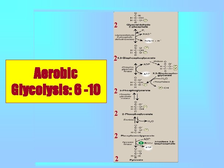 2 2 Aerobic Glycolysis: 6 -10 2 2 