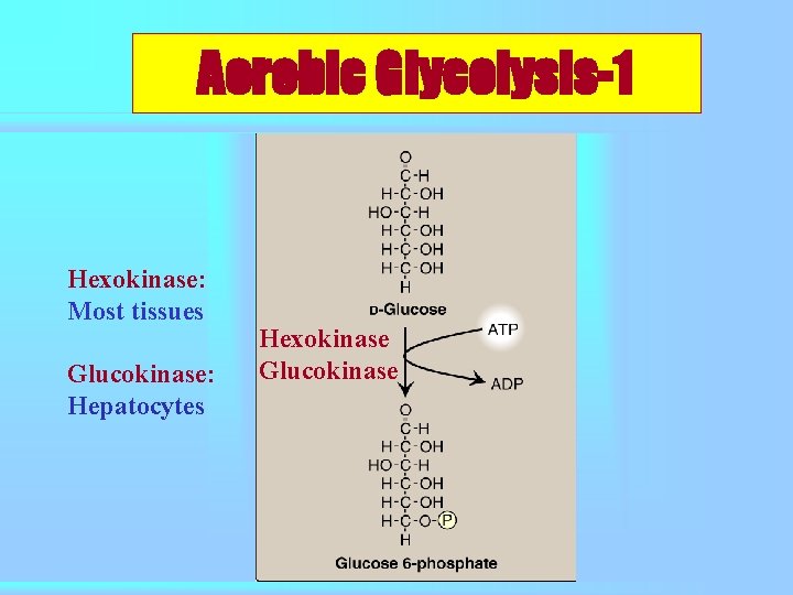 Aerobic Glycolysis-1 Hexokinase: Most tissues Glucokinase: Hepatocytes Hexokinase Glucokinase 