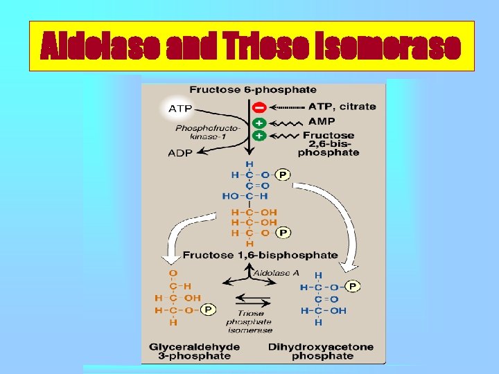 Aldolase and Triose Isomerase 
