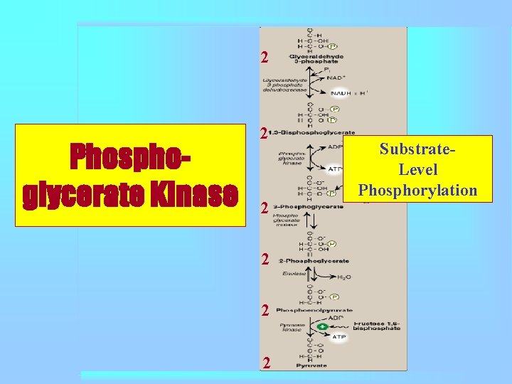 2 Phosphoglycerate Kinase 2 2 2 Substrate. Level Phosphorylation 