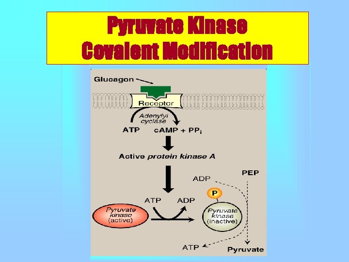 Pyruvate Kinase Covalent Modification 