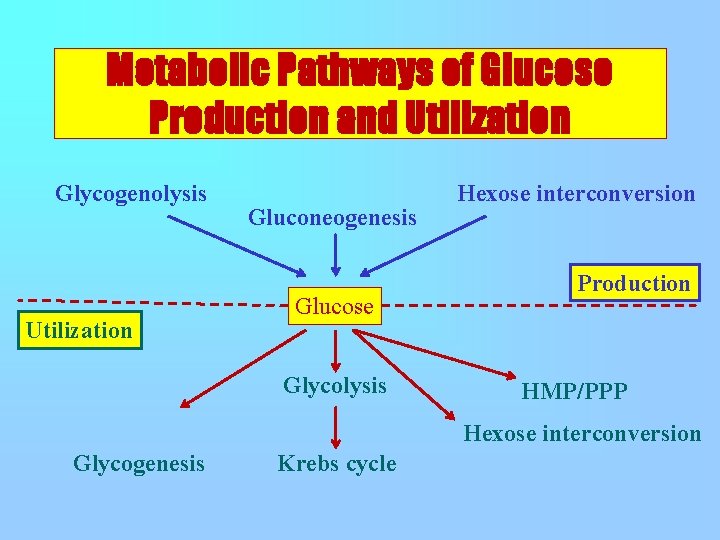 Metabolic Pathways of Glucose Production and Utilization Glycogenolysis Utilization Gluconeogenesis Glucose Glycolysis Hexose interconversion