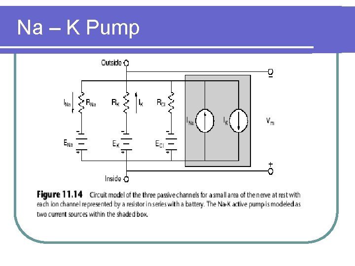 Na – K Pump 