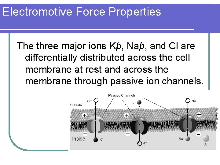 Electromotive Force Properties The three major ions Kþ, Naþ, and Cl are differentially distributed