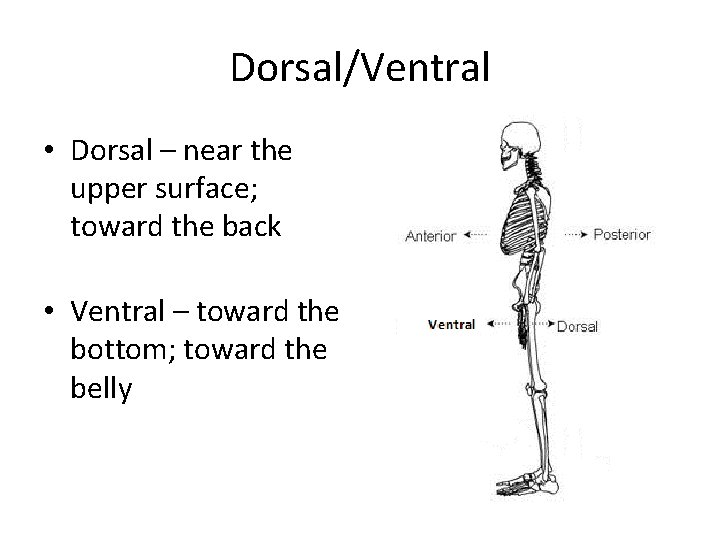 Dorsal/Ventral • Dorsal – near the upper surface; toward the back • Ventral –