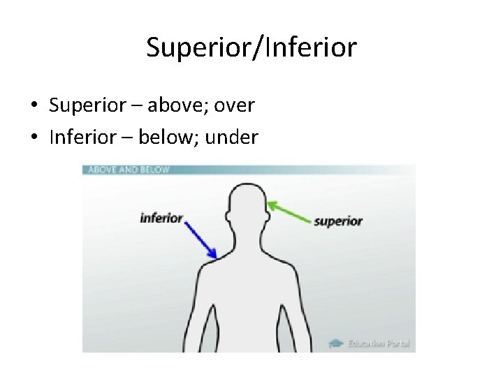 Superior/Inferior • Superior – above; over • Inferior – below; under 