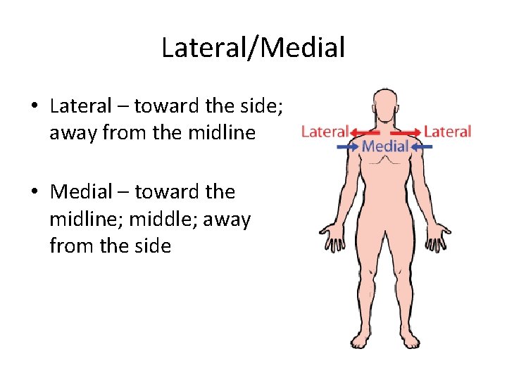 Lateral/Medial • Lateral – toward the side; away from the midline • Medial –