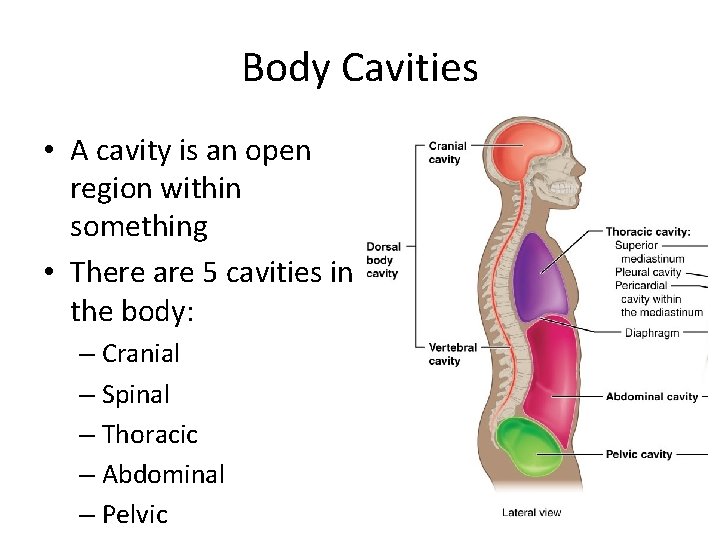 Body Cavities • A cavity is an open region within something • There are