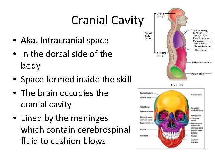 Cranial Cavity • Aka. Intracranial space • In the dorsal side of the body