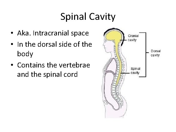 Spinal Cavity • Aka. Intracranial space • In the dorsal side of the body
