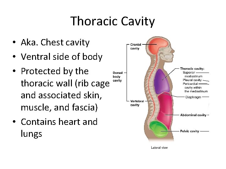 Thoracic Cavity • Aka. Chest cavity • Ventral side of body • Protected by