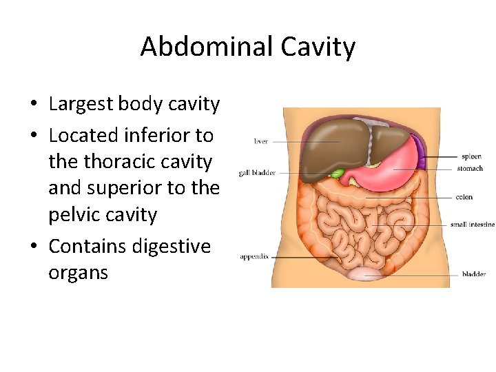 Abdominal Cavity • Largest body cavity • Located inferior to the thoracic cavity and