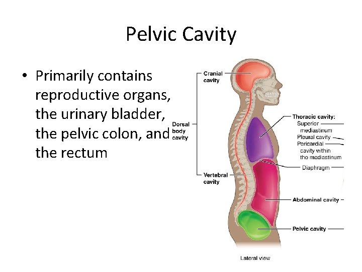 Pelvic Cavity • Primarily contains reproductive organs, the urinary bladder, the pelvic colon, and