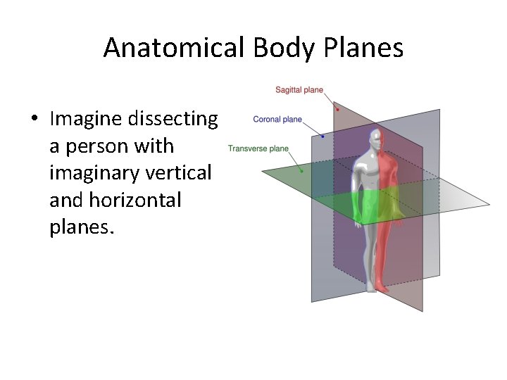 Anatomical Body Planes • Imagine dissecting a person with imaginary vertical and horizontal planes.