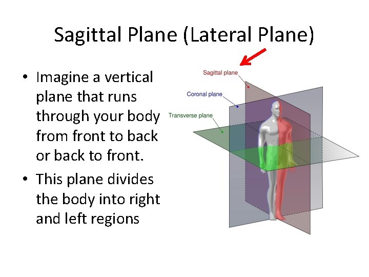Sagittal Plane (Lateral Plane) • Imagine a vertical plane that runs through your body