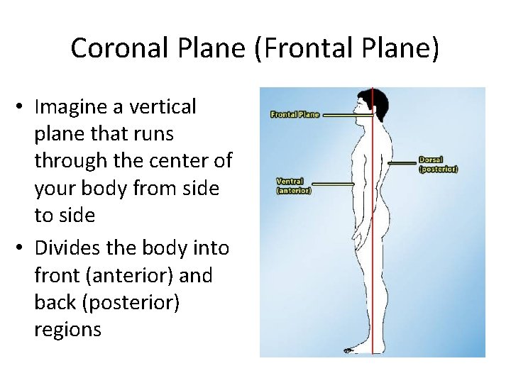 Coronal Plane (Frontal Plane) • Imagine a vertical plane that runs through the center