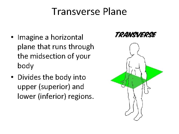 Transverse Plane • Imagine a horizontal plane that runs through the midsection of your