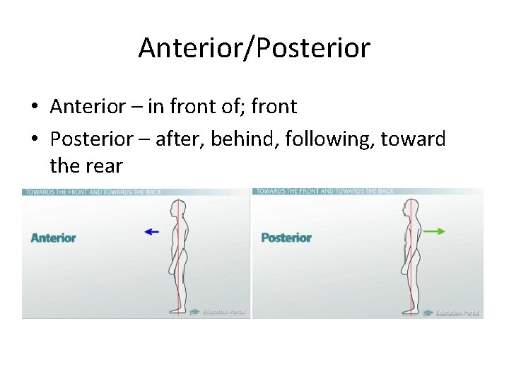 Anterior/Posterior • Anterior – in front of; front • Posterior – after, behind, following,